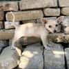 Peanut (Pepsi) -Kleiner Peanut sucht großes Familienglück