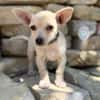 Peanut (Pepsi) -Kleiner Peanut sucht großes Familienglück