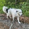 Sparky Boy sucht ruhige Menschen