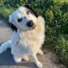Sparky Boy sucht ruhige Menschen