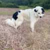 Sparky Boy sucht ruhige Menschen