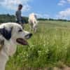 Sparky Boy sucht ruhige Menschen