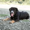 Unsere liebe Elmina sucht ein Zuhause