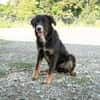 Unsere liebe Elmina sucht ein Zuhause