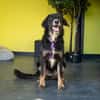 Unsere liebe Elmina sucht ein Zuhause