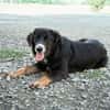 Unsere liebe Elmina sucht ein Zuhause