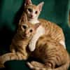 Süße kleine Katzen  Turron & Mango