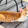 Süße kleine Katzen  Turron & Mango