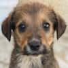 Woody, geb. ca. 02/2026, 87763 Lautrach