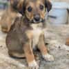Woody, geb. ca. 02/2026, 87763 Lautrach
