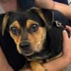 Nugget💕wartet in Hannover auf seine Familie