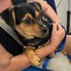 Nugget💕wartet in Hannover auf seine Familie