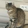 Seniorin IDA sucht Zuhause