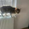Seniorin IDA sucht Zuhause