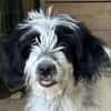 Winifred, geb. ca. 02/2026, 87763 Lautrach