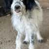 Winifred, geb. ca. 02/2026, 87763 Lautrach