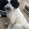 Winifred, geb. ca. 02/2026, 87763 Lautrach