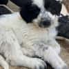 Winifred, geb. ca. 02/2026, 87763 Lautrach