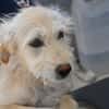 Liebenswerte Susanna sucht Zuhause