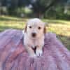 Fluffy-Boo, geb. ca. 04/2026, 44651 Herne
