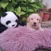 Fluffy-Boo, geb. ca. 04/2026, 44651 Herne