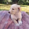 Fluffy-Boo, geb. ca. 04/2026, 44651 Herne