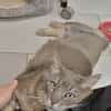 Grooty