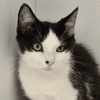 PEPS