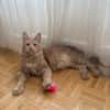 ROUCOOL MAINE COON