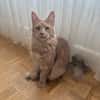 ROUCOOL MAINE COON
