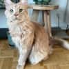 ROUCOOL MAINE COON