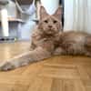 ROUCOOL MAINE COON