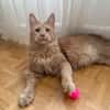 ROUCOOL MAINE COON