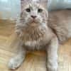 ROUCOOL MAINE COON