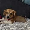 Czibi