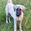 Ayla sucht ein liebevolles Zuhause 🐾