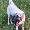Ayla sucht ein liebevolles Zuhause 🐾