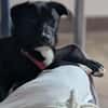 Charlene sucht ein Zuhause
