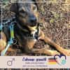 Bobby - fast 2 jähriger sucht dich