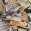 Bobby - fast 2 jähriger sucht dich