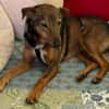 Bobby - fast 2 jähriger sucht dich