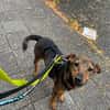 Bobby - fast 2 jähriger sucht dich