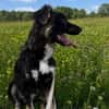 Carla - ländliches Zuhause gesucht