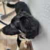 Carla - ländliches Zuhause gesucht