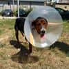Hero, lieber Handicap Hund