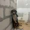 Hero, lieber Handicap Hund