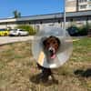 Hero, lieber Handicap Hund