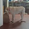 Arturo - großer Hund, großes Herz...