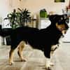 Hundemädchen Juna sucht ihre Familie!