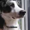 Pflegehund Amani sucht engagierte Menschen